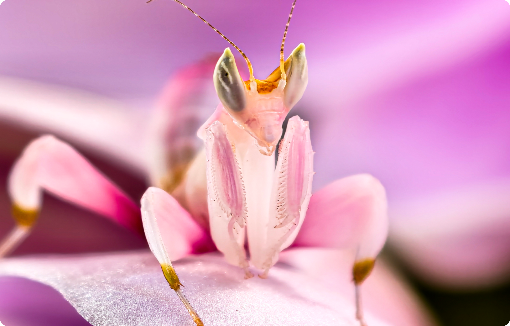 telephoto macro by vivo X200 Series