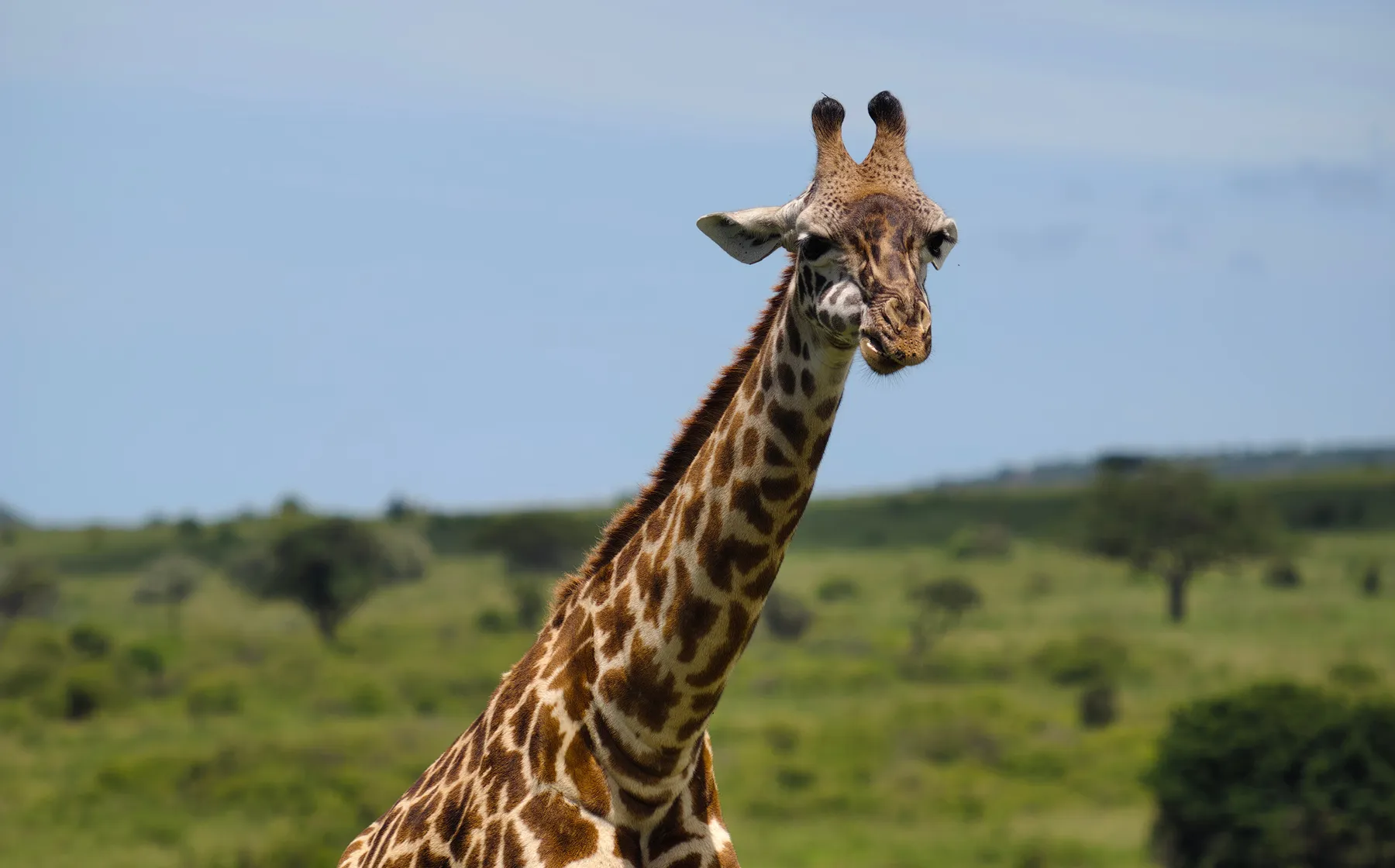 photo taken using vivo X300 Ultra with vivo ZEISS Telephoto Extender Gen 2 Ultra