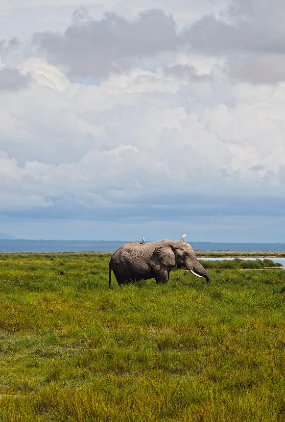 photo taken using vivo X300 Ultra with vivo ZEISS Telephoto Extender Gen 2